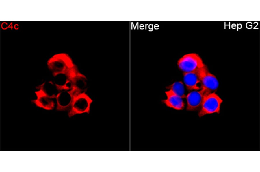 Immunofluorescence - Anti-C4b Antibody (A329166) - Antibodies.com