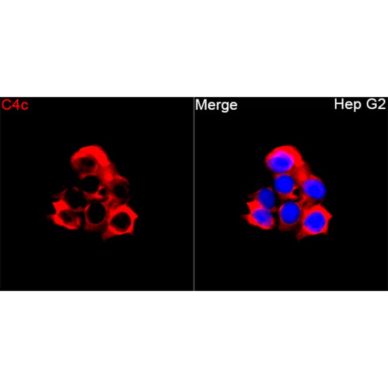Immunofluorescence - Anti-C4b Antibody (A329166) - Antibodies.com