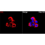 Immunofluorescence - Anti-C4b Antibody (A329166) - Antibodies.com