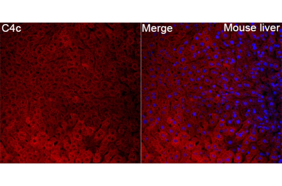 Immunofluorescence - Anti-C4b Antibody (A329166) - Antibodies.com
