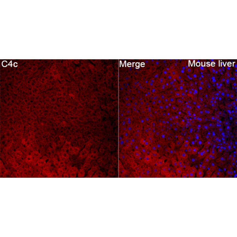 Immunofluorescence - Anti-C4b Antibody (A329166) - Antibodies.com