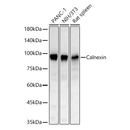 Western Blot - Anti-Calnexin Antibody (A329168) - Antibodies.com