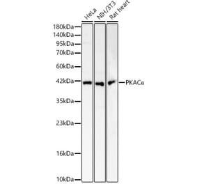 Western Blot - Anti-cAMP Protein Kinase Catalytic subunit Antibody (A329169) - Antibodies.com