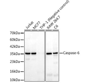 Western Blot - Anti-Caspase-6 Antibody [ARC3212] (A329172) - Antibodies.com