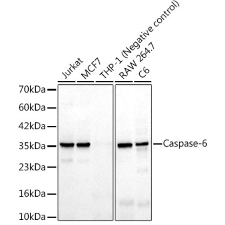Western Blot - Anti-Caspase-6 Antibody [ARC3212] (A329172) - Antibodies.com