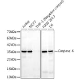 Western Blot - Anti-Caspase-6 Antibody [ARC3212] (A329172) - Antibodies.com