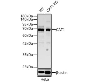 Western Blot - Anti-CAT1 Antibody (A329173) - Antibodies.com