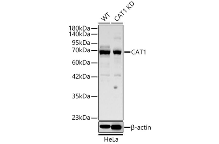 Western Blot - Anti-CAT1 Antibody (A329173) - Antibodies.com
