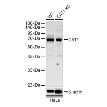 Western Blot - Anti-CAT1 Antibody (A329173) - Antibodies.com