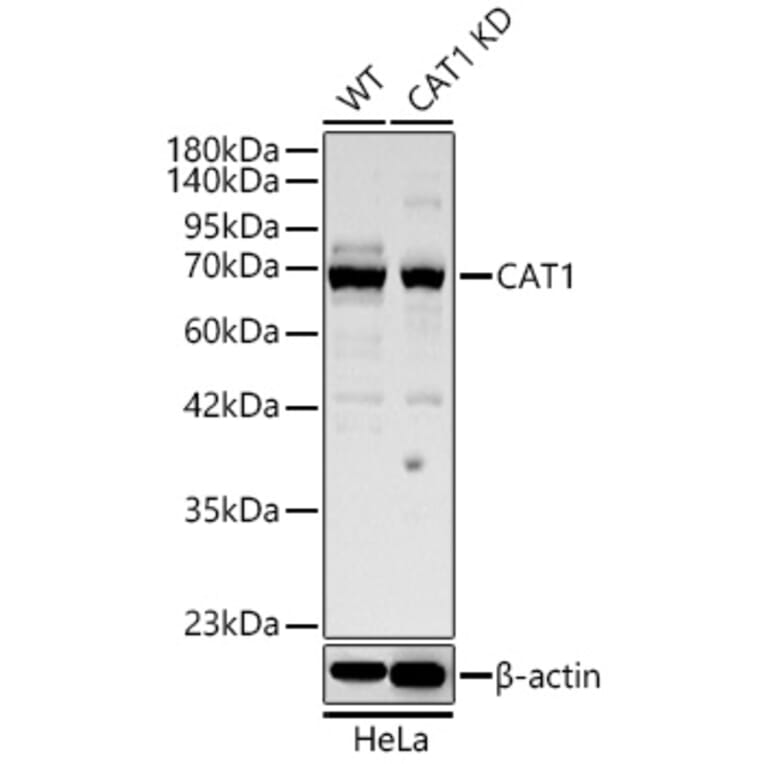 Western Blot - Anti-CAT1 Antibody (A329173) - Antibodies.com
