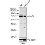 Western Blot - Anti-CAT1 Antibody (A329173) - Antibodies.com