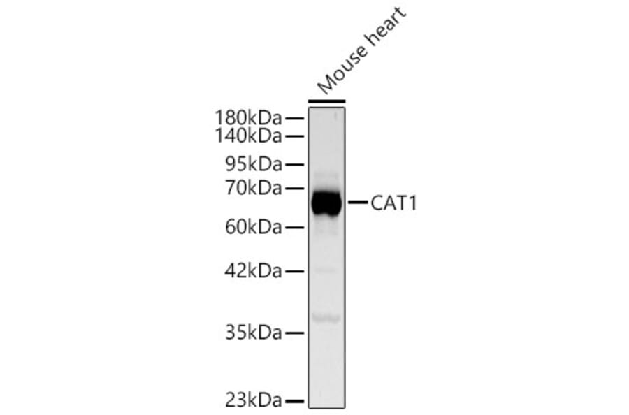 Western Blot - Anti-CAT1 Antibody (A329173) - Antibodies.com