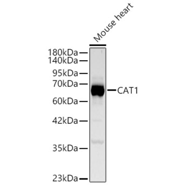 Western Blot - Anti-CAT1 Antibody (A329173) - Antibodies.com