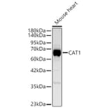 Western Blot - Anti-CAT1 Antibody (A329173) - Antibodies.com