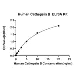 Standard Curve - Anti-Cathepsin B Antibody (A329175) - Antibodies.com