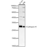 Western Blot - Anti-Cathepsin H Antibody [ARC3082] (A329176) - Antibodies.com