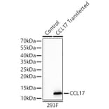 Western Blot - Anti-CCL17 Antibody [ARC65355] (A329179) - Antibodies.com