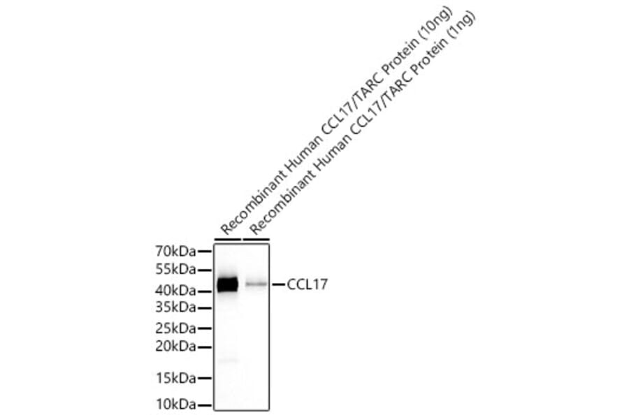Western Blot - Anti-CCL17 Antibody [ARC65355] (A329179) - Antibodies.com