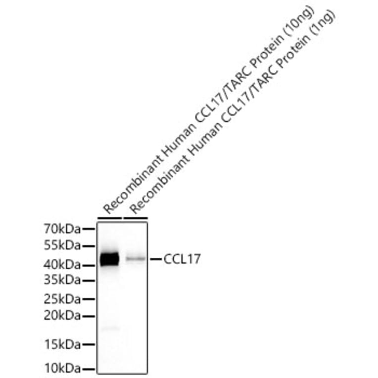 Western Blot - Anti-CCL17 Antibody [ARC65355] (A329179) - Antibodies.com