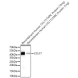Western Blot - Anti-CCL17 Antibody [ARC65355] (A329179) - Antibodies.com