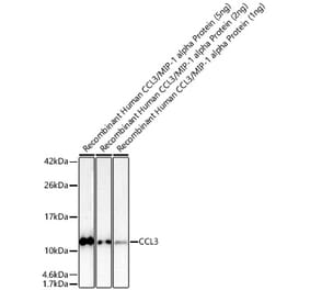 Western Blot - Anti-CCL3 Antibody (A329180) - Antibodies.com