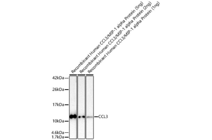 Western Blot - Anti-CCL3 Antibody (A329180) - Antibodies.com