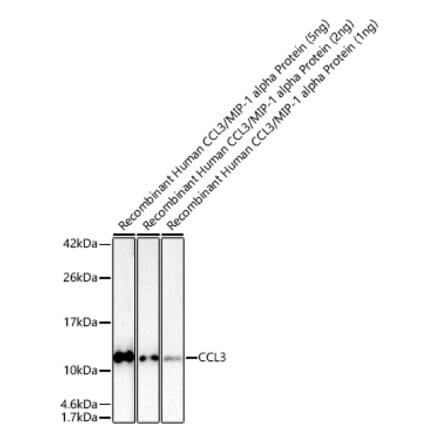 Western Blot - Anti-CCL3 Antibody (A329180) - Antibodies.com