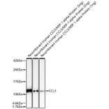 Western Blot - Anti-CCL3 Antibody (A329180) - Antibodies.com