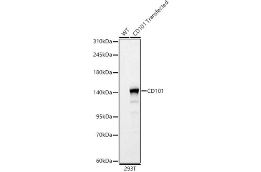Western Blot - Anti-CD101 Antibody (A329186) - Antibodies.com