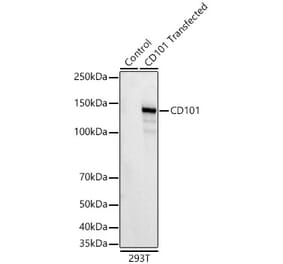 Western Blot - Anti-CD101 Antibody [ARC62044] (A329187) - Antibodies.com
