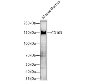 Western Blot - Anti-CD103 Antibody (A329188) - Antibodies.com