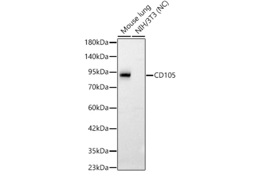 Western Blot - Anti-CD105 Antibody (A329189) - Antibodies.com
