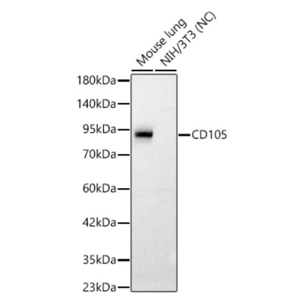Western Blot - Anti-CD105 Antibody (A329189) - Antibodies.com