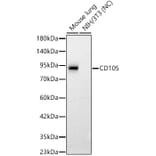 Western Blot - Anti-CD105 Antibody (A329189) - Antibodies.com