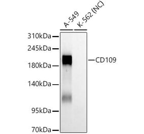 Western Blot - Anti-CD109 Antibody [ARC61642] (A329190) - Antibodies.com