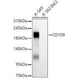 Western Blot - Anti-CD109 Antibody [ARC61642] (A329190) - Antibodies.com