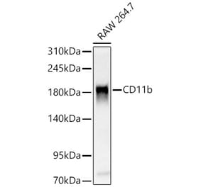 Western Blot - Anti-CD11b Antibody (A329192) - Antibodies.com