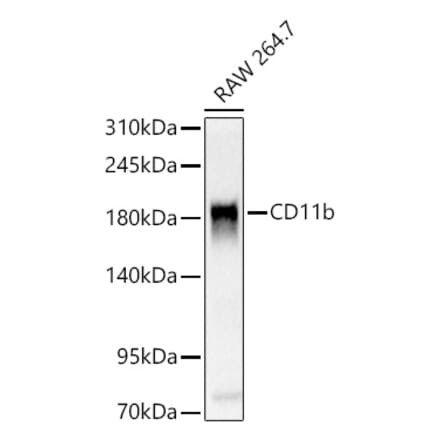 Western Blot - Anti-CD11b Antibody (A329192) - Antibodies.com
