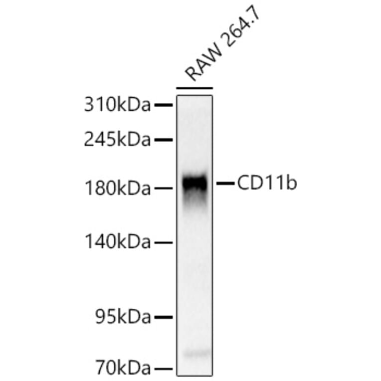 Western Blot - Anti-CD11b Antibody (A329192) - Antibodies.com