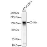Western Blot - Anti-CD11b Antibody (A329192) - Antibodies.com