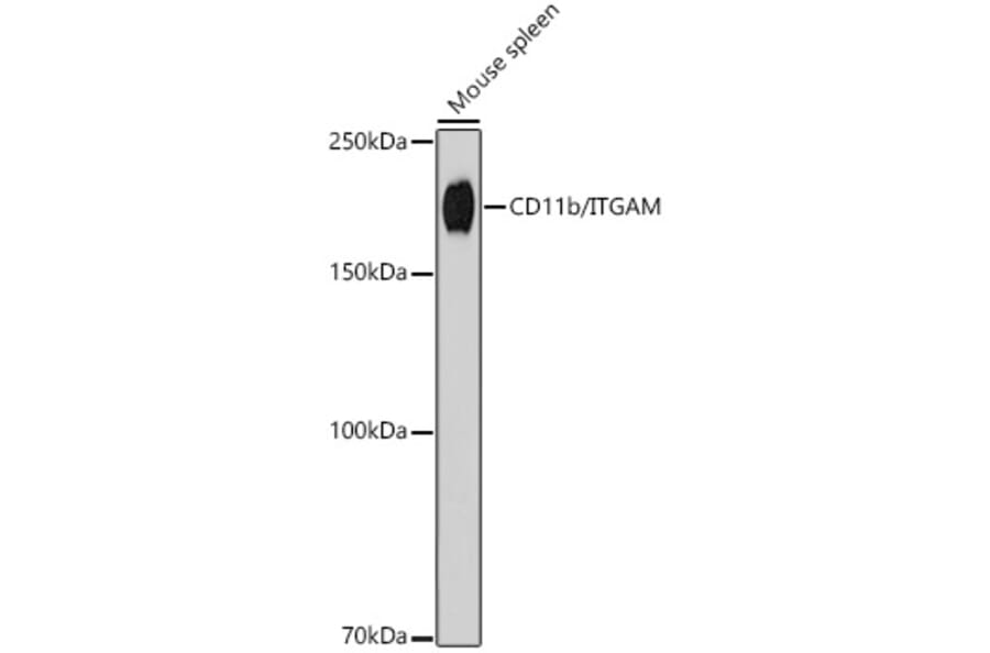 Western Blot - Anti-CD11b Antibody [ARC2577] (A329193) - Antibodies.com