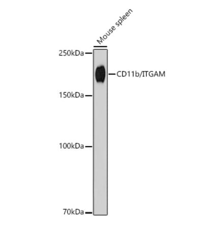 Western Blot - Anti-CD11b Antibody [ARC2577] (A329193) - Antibodies.com