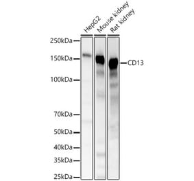 Western Blot - Anti-CD13 Antibody (A329194) - Antibodies.com