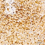 Immunohistochemistry - Anti-CD13 Antibody (A329194) - Antibodies.com