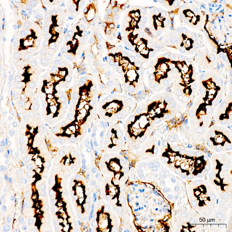 Immunohistochemistry - Anti-CD13 Antibody (A329194) - Antibodies.com