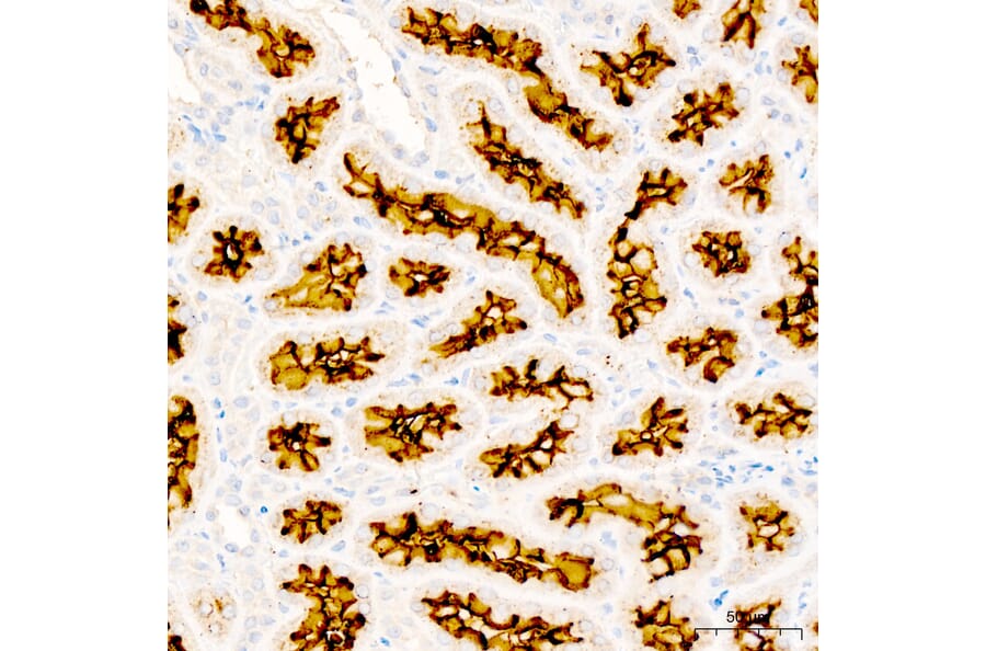 Immunohistochemistry - Anti-CD13 Antibody (A329194) - Antibodies.com