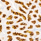 Immunohistochemistry - Anti-CD13 Antibody (A329194) - Antibodies.com