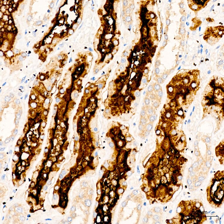 Immunohistochemistry - Anti-CD13 Antibody (A329194) - Antibodies.com