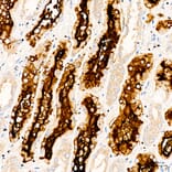 Immunohistochemistry - Anti-CD13 Antibody (A329194) - Antibodies.com
