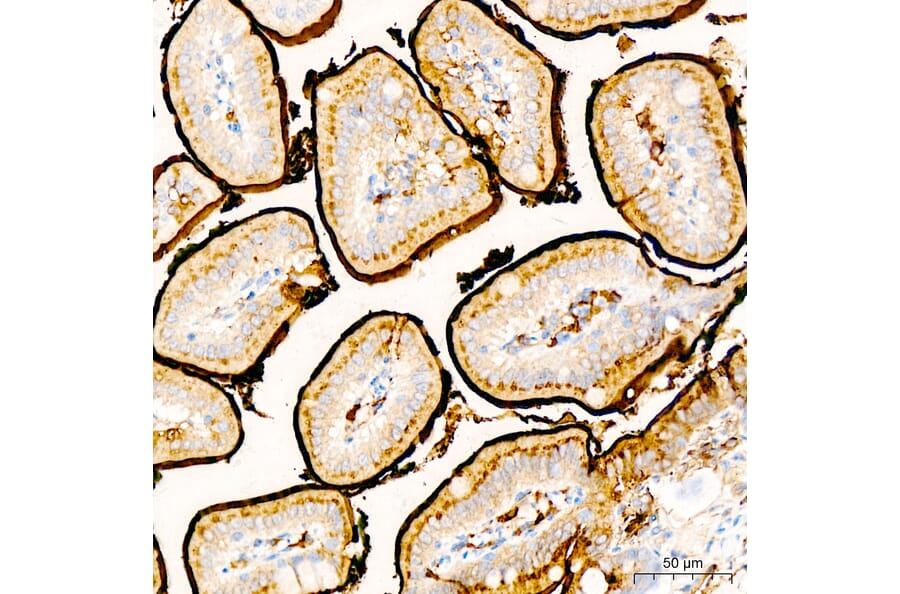 Immunohistochemistry - Anti-CD13 Antibody (A329194) - Antibodies.com